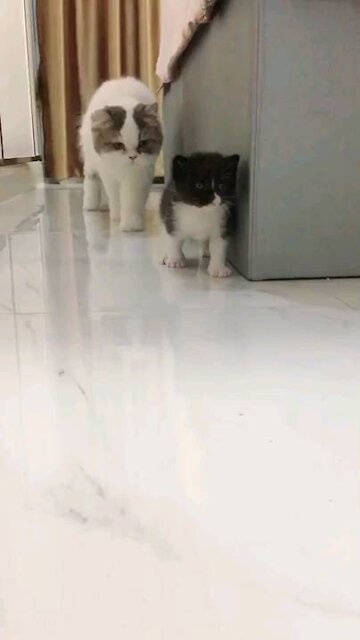 Cute cat and mother love