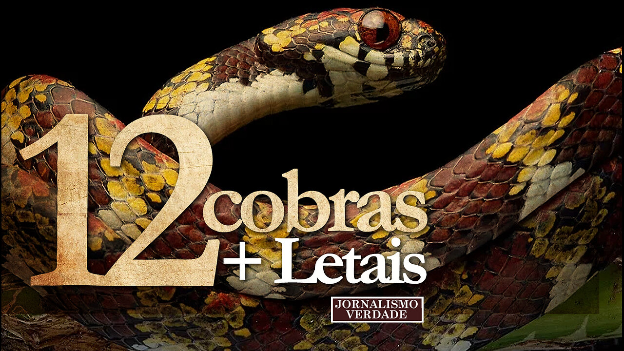 As 12 cobras mais venenosas do mundo | The 12 most poisonous snakes in the world | JV Jornalismo