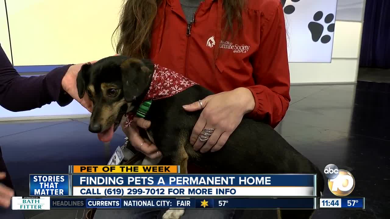 Pet of the Week: Tiffany