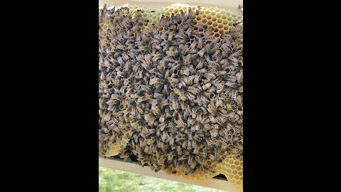 Hive inspection