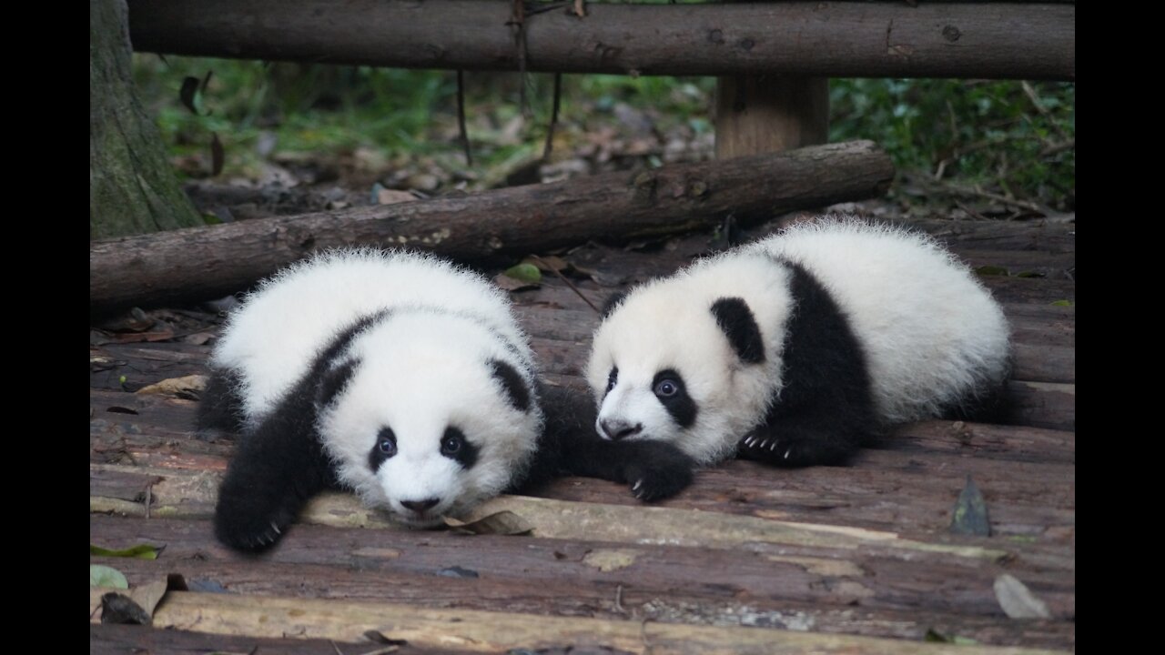 Panda resting on a tree trunk