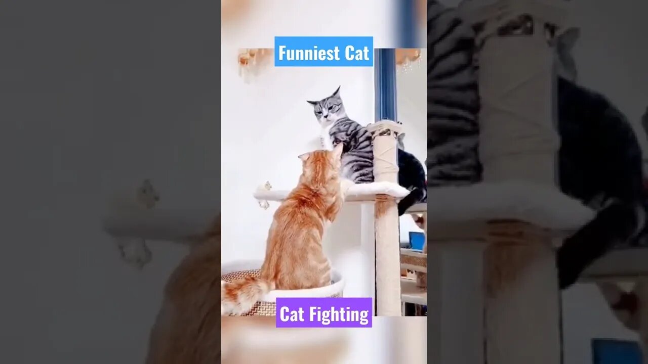 cats fighting||british shorthair cat||american shorthair cat||best cat food||#Gigox#tiktok#shorts