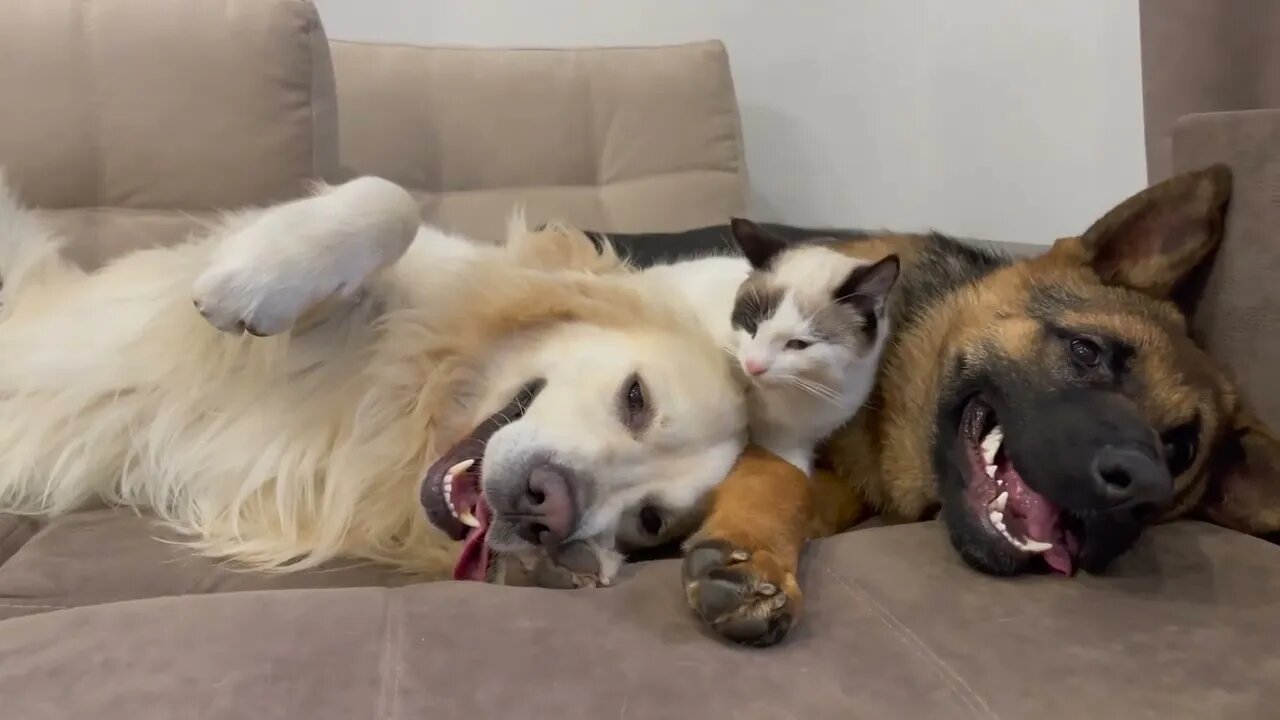 Golden Retriever and German Shepherd Puppy think a Kitten is a Broken Dog!