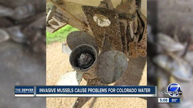 CPAW is conducting more rigorous boat inspections after quagga mussel larvae were found in CO