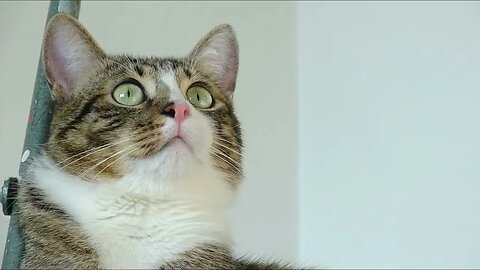 Cat Photography