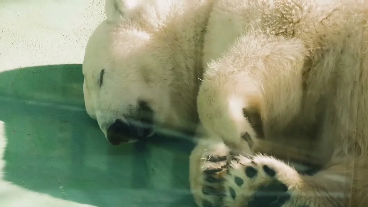 Polar bears are really cute when they sleep with their PAWS and wake up to feed their two babies.