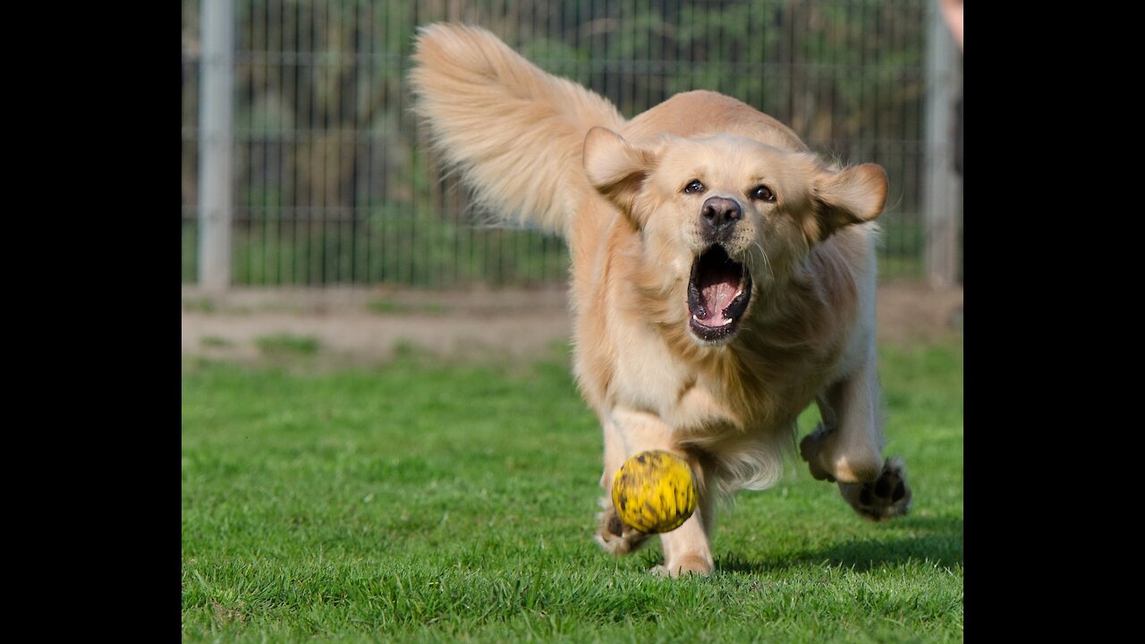 Train the Dog How To Play Fetch - Perfectly tips for beginners and advanced