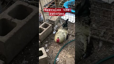 Hercules the rooster