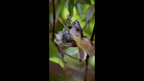 Snack and bird