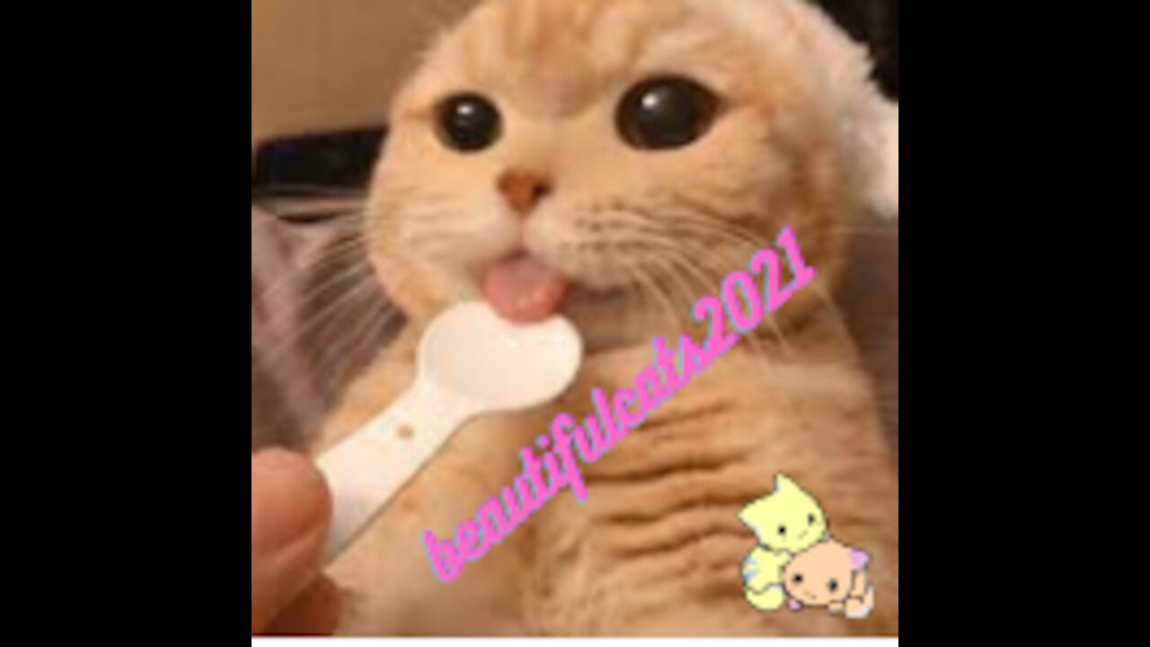 cutest and most beautiful cat in the world