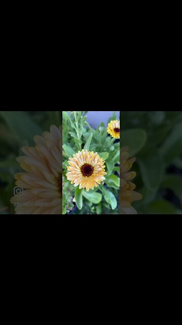 Too many choices!!! #farmlife #gardener #flowersgarden