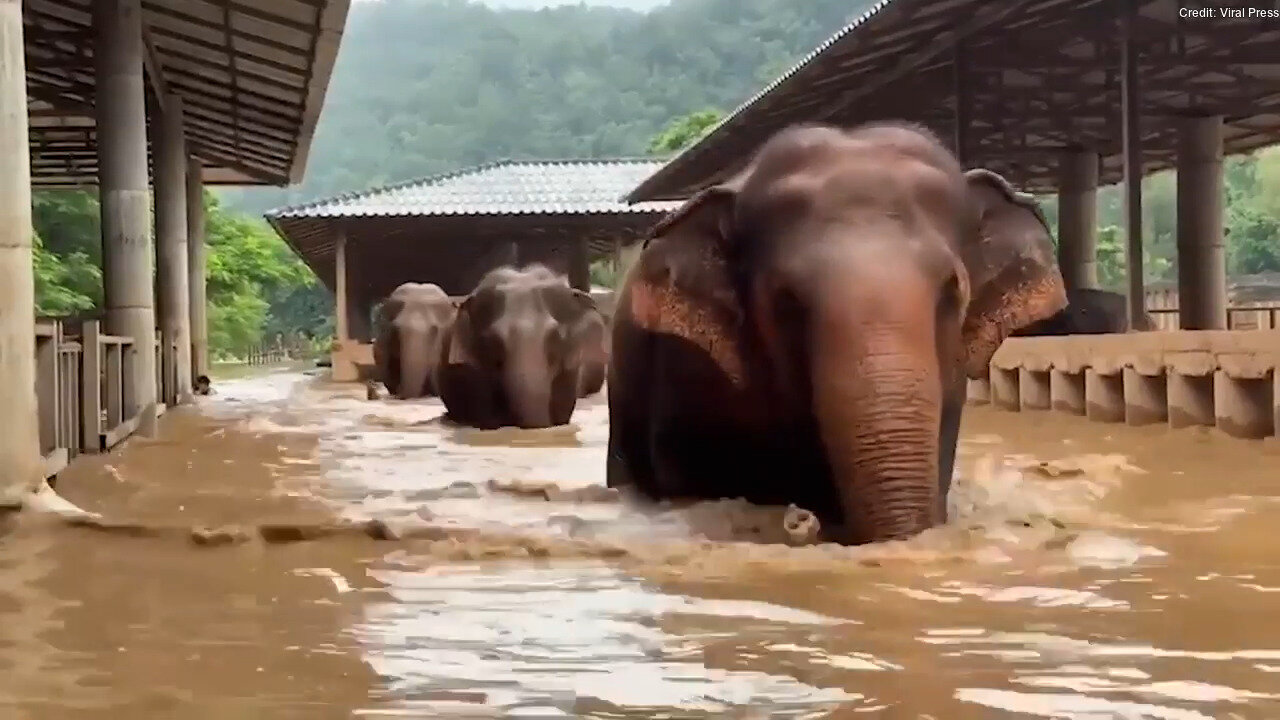 Elephants Rescued From Animal Sanctuary After Flooding Takes Over In Northern Thailand