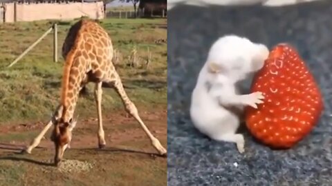 Cute animals, funny pets #04