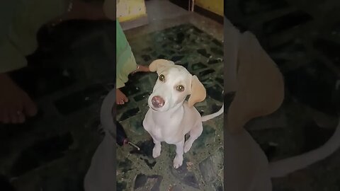 मैं कुत्ता हुँ