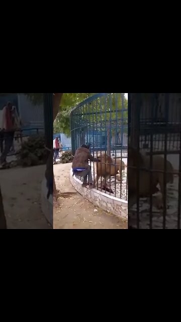 Lion attacks a man in zoo live 😢#Shorts #ytshorts #UbertainmentFun #Dogs #Animals #Fun