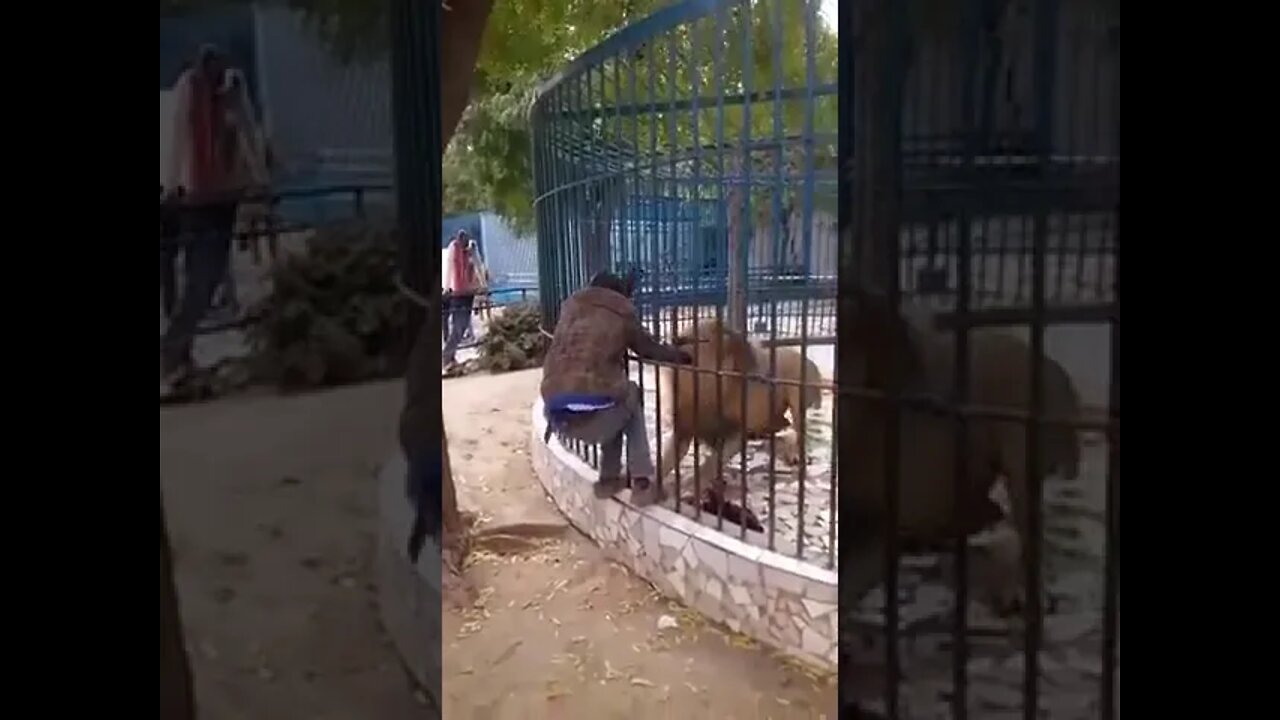 Lion attacks a man in zoo live 😢#Shorts #ytshorts #UbertainmentFun #Dogs #Animals #Fun