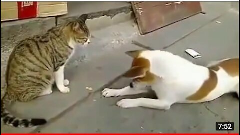 Angry dog vs cat funny compilation