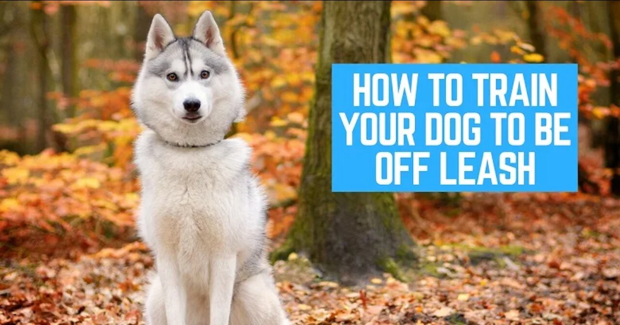 HOW TO SAFELY AND QUICKLY TRAIN YOUR DOG TOTALLY OFF-LEASH