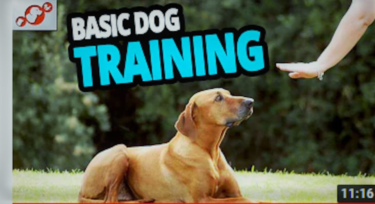 Basic Dog Training – TOP 10 Essential Commands Every Dog ..Should Know!!