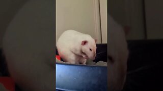 #funny #rats #pets #cute #shorts
