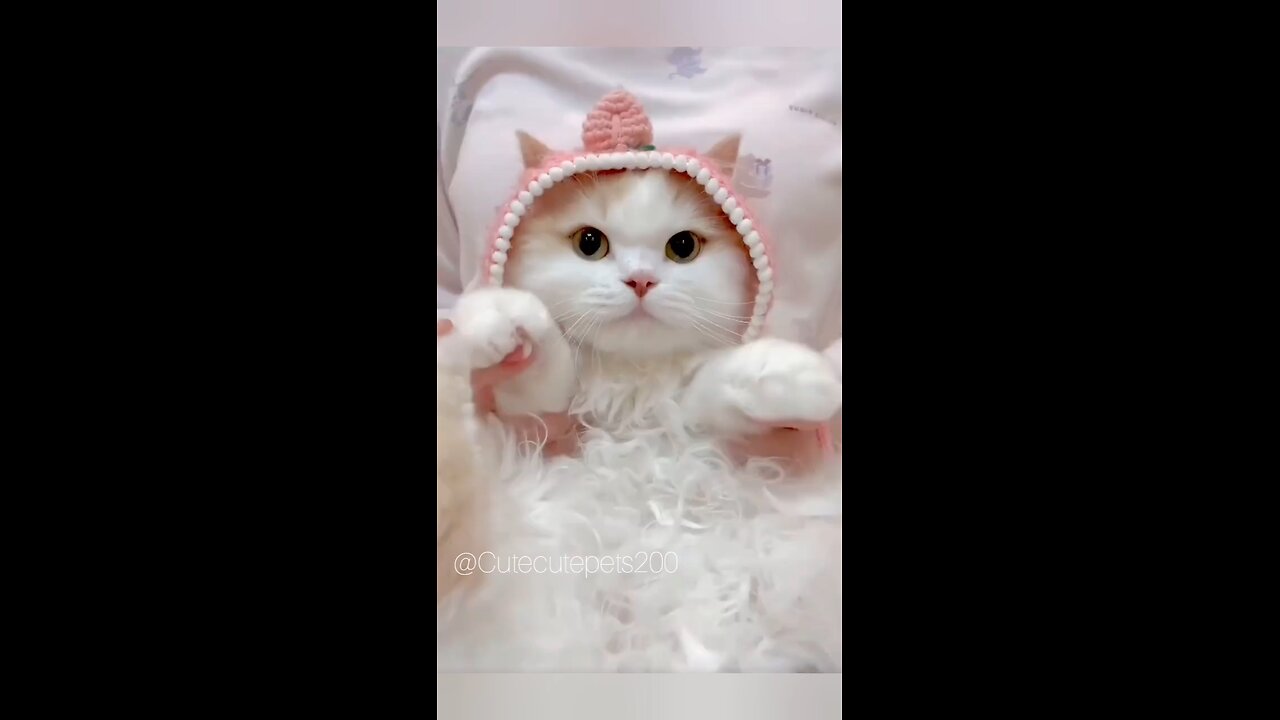 cutest cat's videos