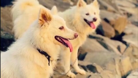 1. PANDIKONA DOG a.k.a. Indian Doberman Vs. 11. Indian Spitz