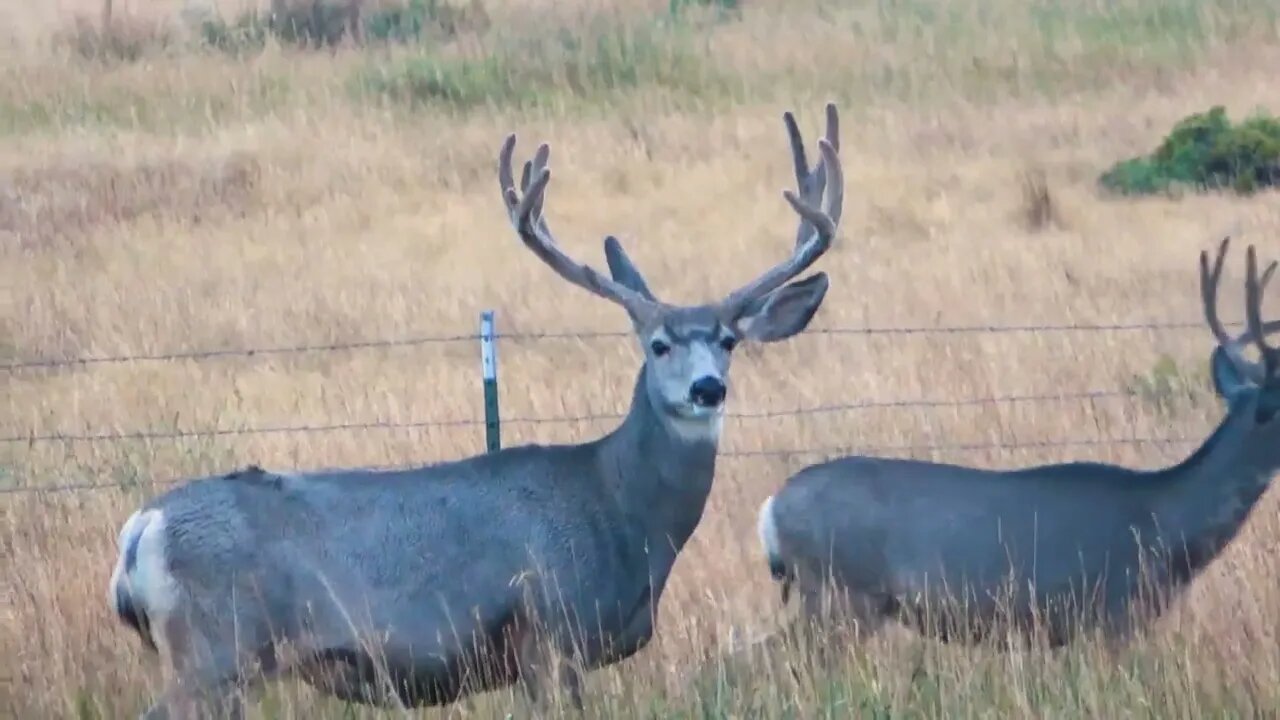 THAT HEAD TURN. . . MONSTER MULE DEER BUCK!