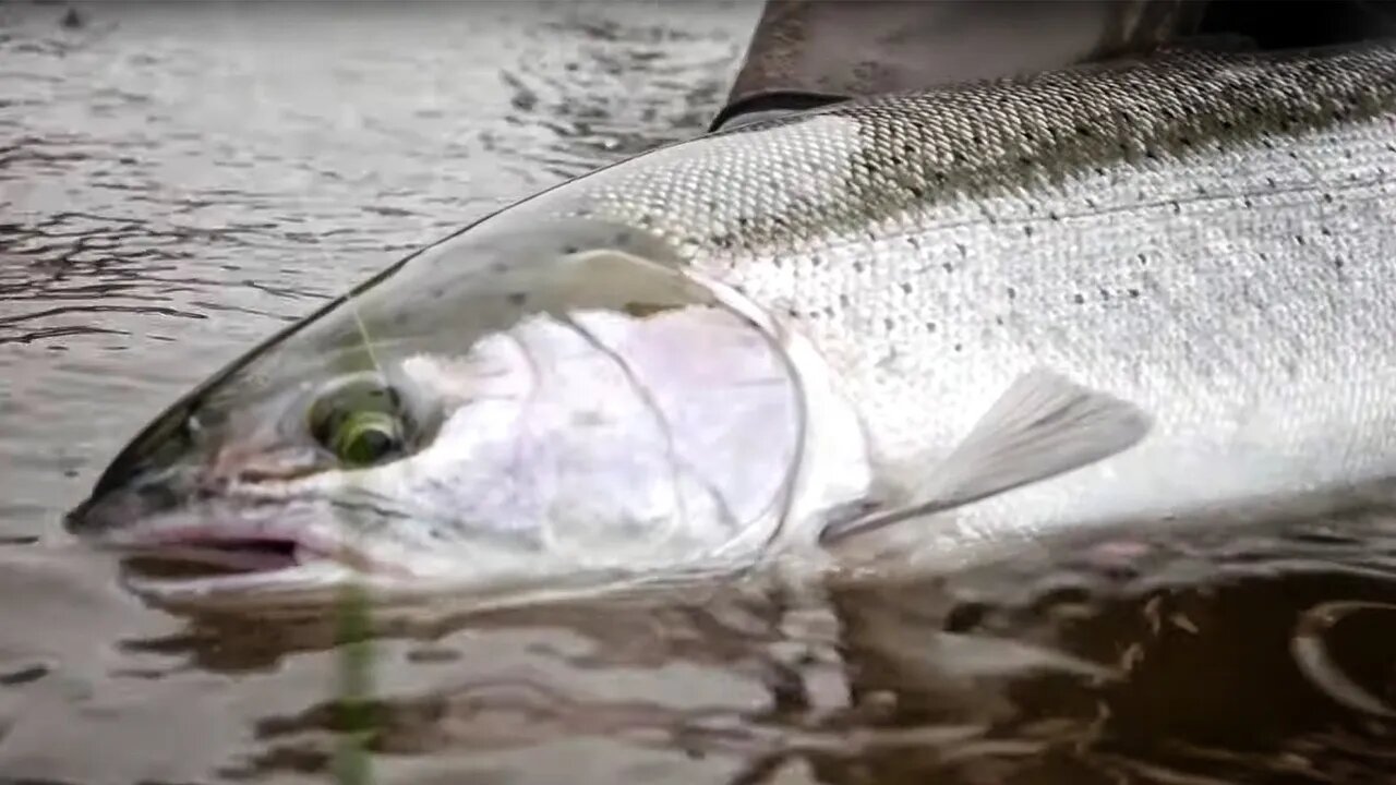 Steelhead Bank Fishing Adventure. (SKETCHY CLIFF HIKING!)