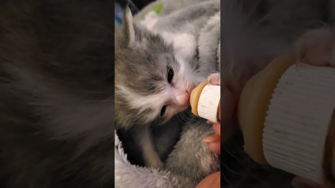 Nom Nom Nom Kitten having bottle