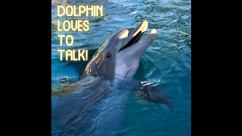 🐬 DOLPHIN 🐬 Smiling and Talking!