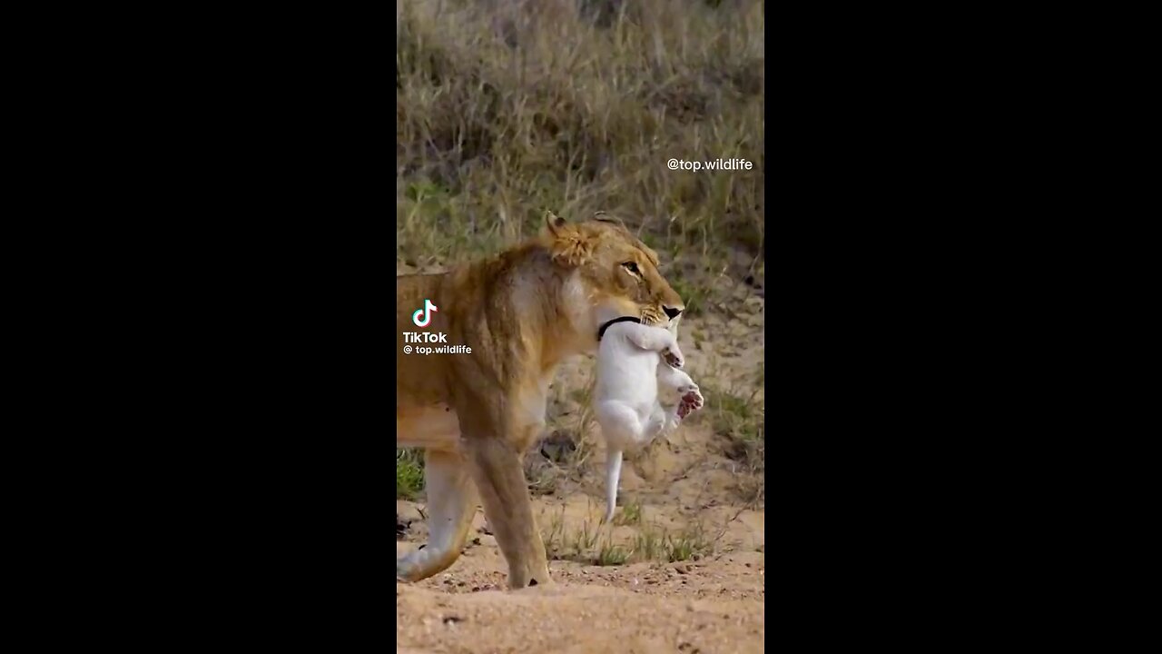 Lioness taking cubs in the mouth