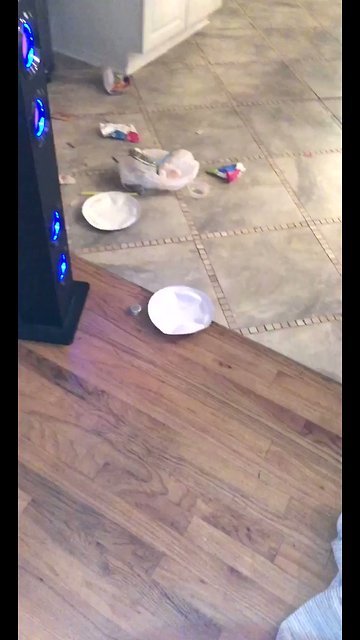 Which of these two dogs do you think is guilty?