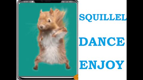 Squirrel Dance || Funny Pets || Cute Pets || @funnyanimalsstv