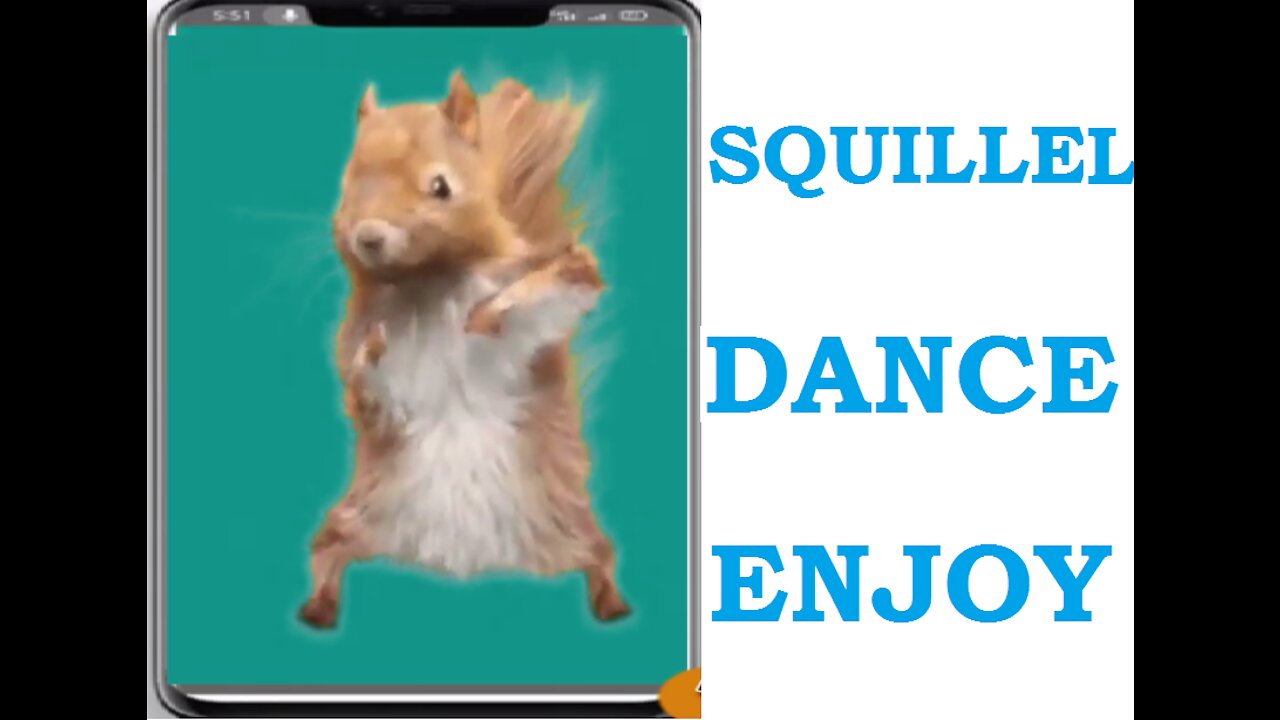 Squirrel Dance || Funny Pets || Cute Pets || @funnyanimalsstv