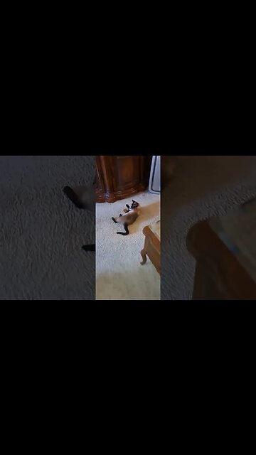 Cat Compilation July 18th PT1 SHORT #cat #viral #viralvideo