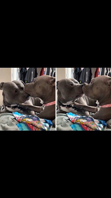Pit bull best friends share some love & kisses