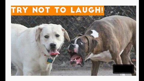 Funny Pet Videos | Try Not To Laugh At This Ultimate Funny Dog Video Compilation