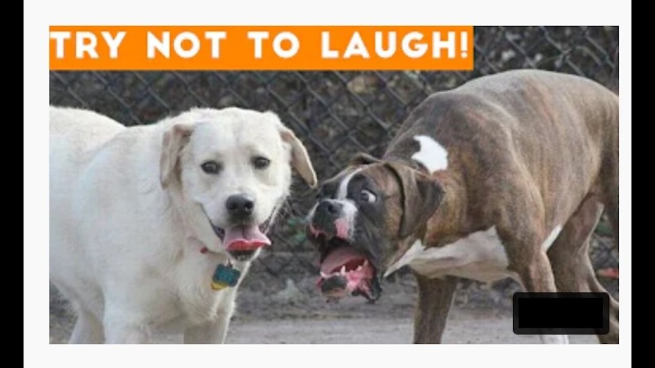 Funny Pet Videos | Try Not To Laugh At This Ultimate Funny Dog Video Compilation