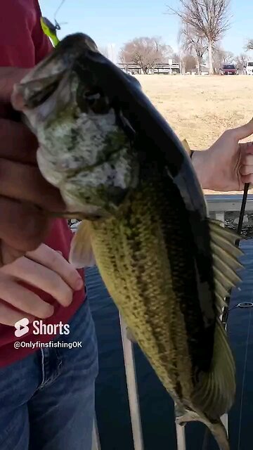 Catching Them Bass Under The Dock