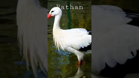 Pathan. #shorts @MartaAndRustam #viral #ytshorts #shorts