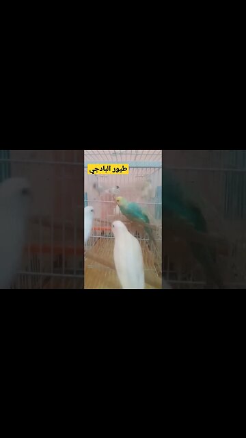 طيور البادجى هوكو كيوت روعة مرحبا