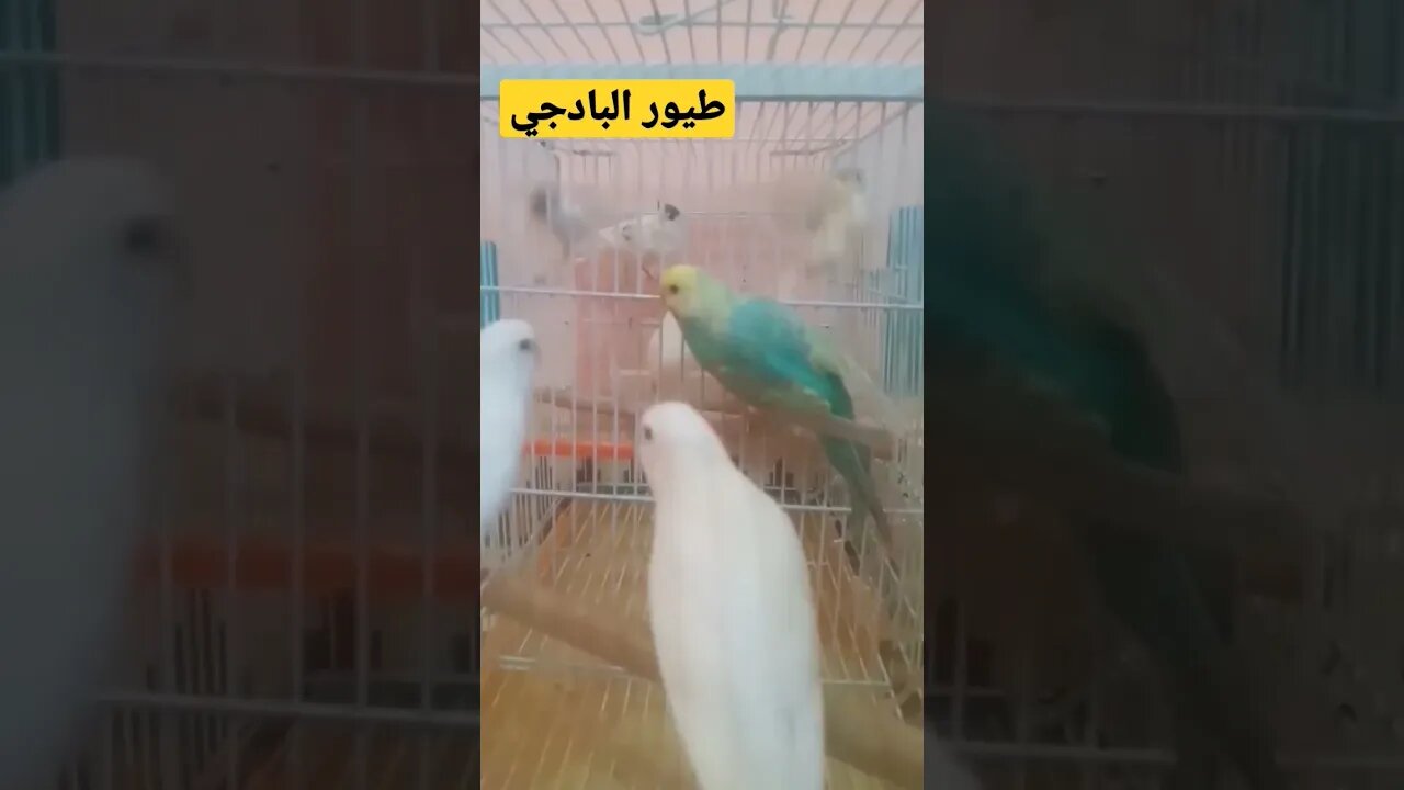 طيور البادجى هوكو كيوت روعة مرحبا