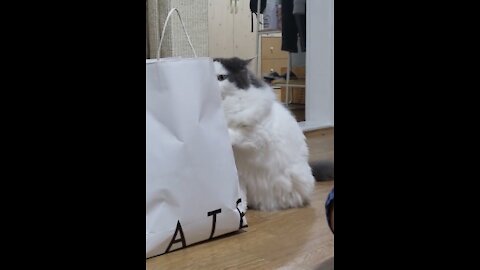 cat likes shopping bags