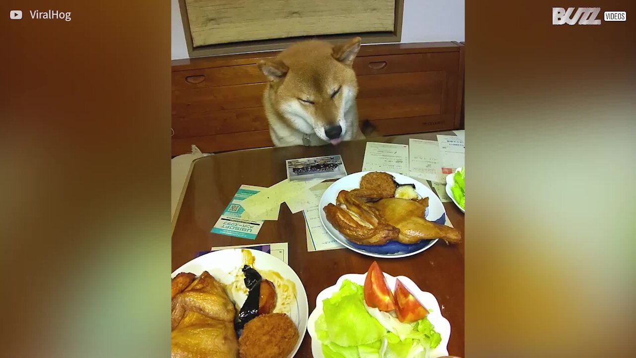 La langue de ce chien est hors de contrôle