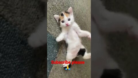 #youtubeshorts amazing cat❤️