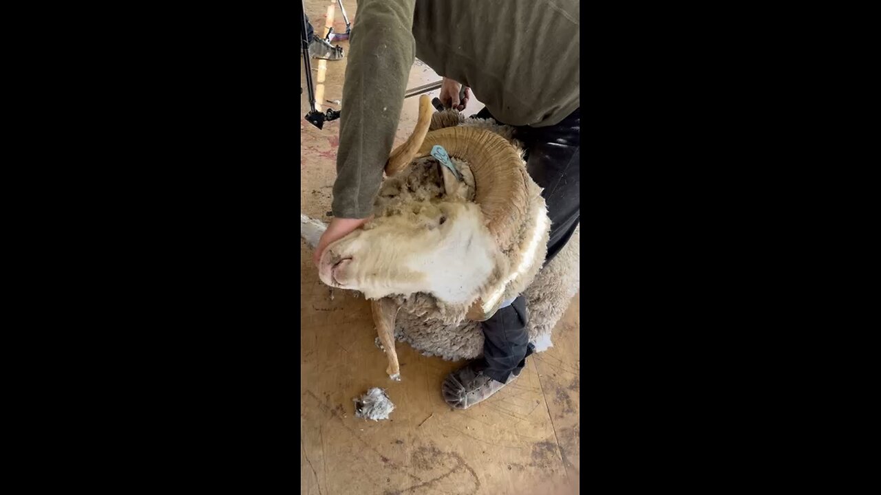 Shearing a tough old ram 🐏