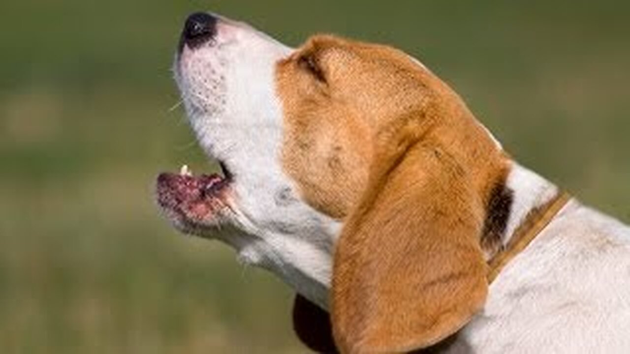 TOP 10 dog barking videos ♥ Dog barking sound - Funny dogs