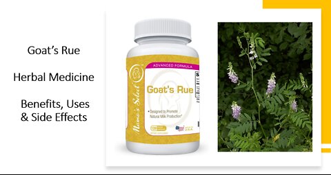 Goats rue - Herbal Medicine - Benefits, Uses & Side Effects