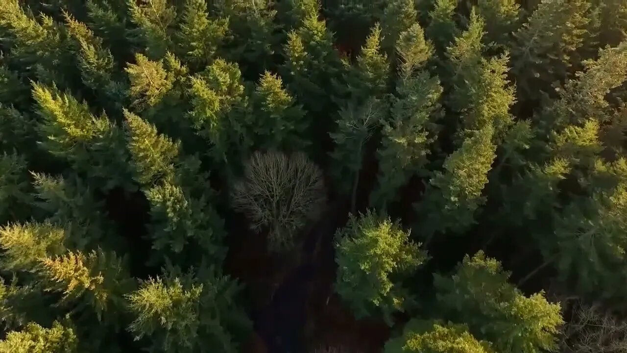 Flying Over Forest