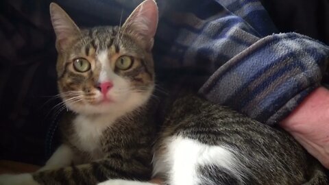 Kitten Smells the Air at the Picnic